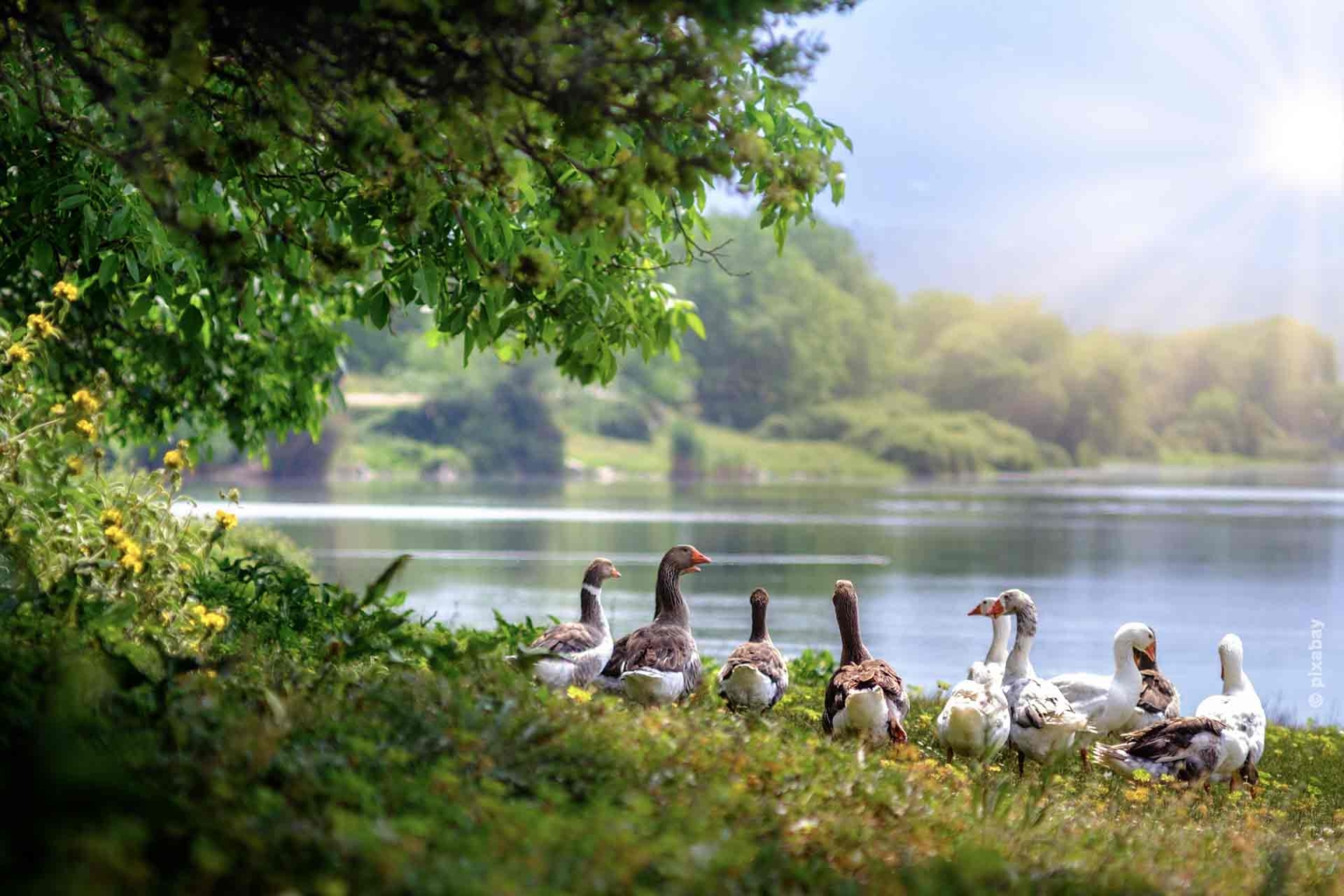 A family of ducks stands by the lake.